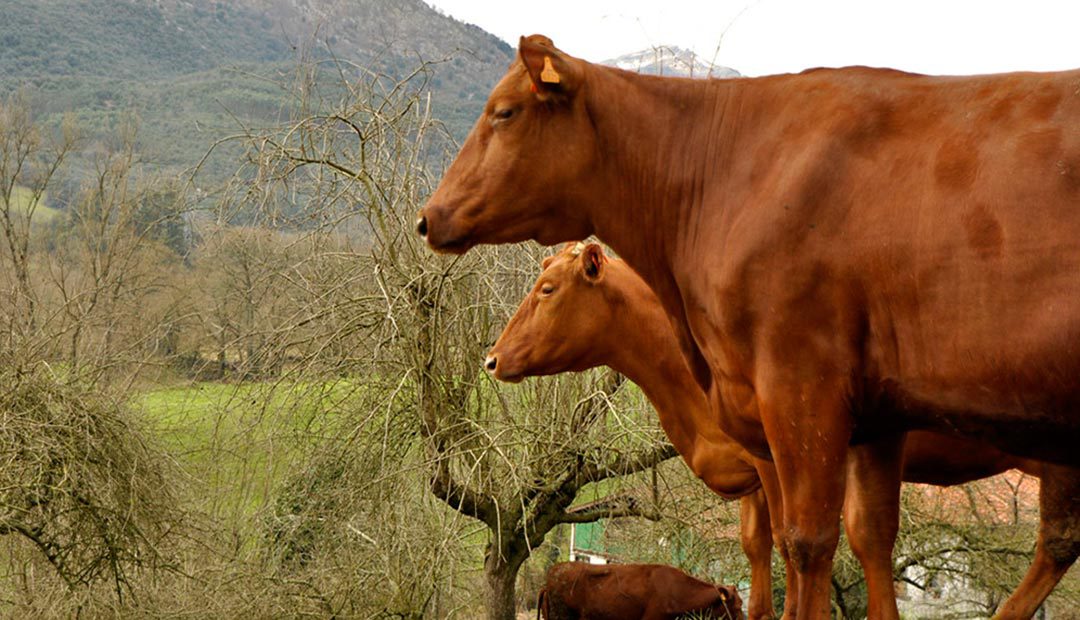 El Gobierno de Cantabria reafirma su compromiso con la vaca pasiega e incentiva el consumo de productos elaborados con su leche