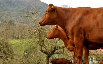 El Gobierno de Cantabria reafirma su compromiso con la vaca pasiega e incentiva el consumo de productos elaborados con su leche