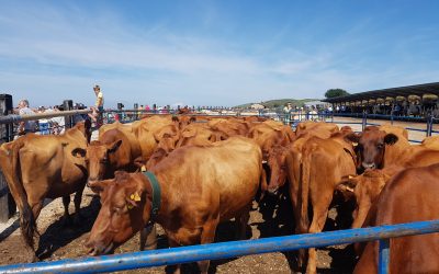 EXPOSICIÓN DE RAZA PASIEGA EN SAN PEDRO DEL ROMERAL